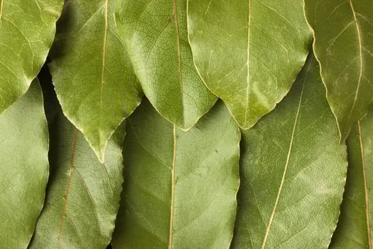dried bay leaves spice as a background, natural seasoning texture photo