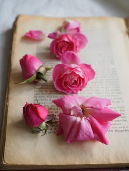 An open antique book, softly lit, is adorned with scattered pink roses and buds. photo