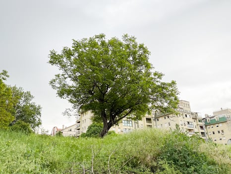 Lone tree on green hillside in urban neighborhood. City nature and seasonal growth photo