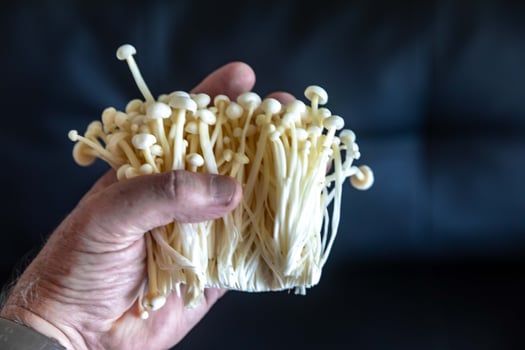 known as Enokitake, the Enoki mushroom Flammulina velutipes, is a variety widely used in oriental cuisine classic photo