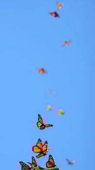 Monarch Butterflies in Flight Soaring Against a Vibrant Blue Sky photo