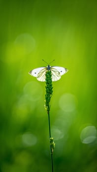 White Butterfly on Green Plant Stem Nature Macro Photography Springtime Insect photo