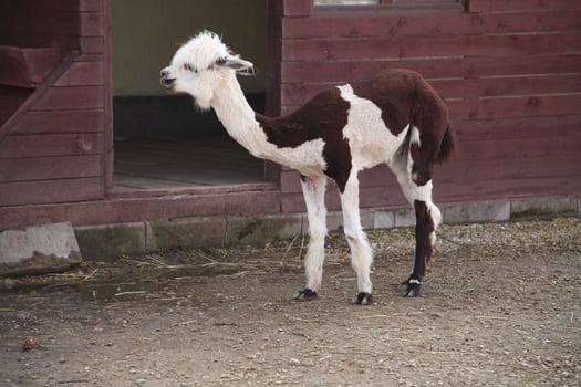 Sheared alpaca with black and white markings standing near a wooden shelter in a zoo or petting farm. The animal has a distinctive two-tone coat and a curious posture in natural light. photo