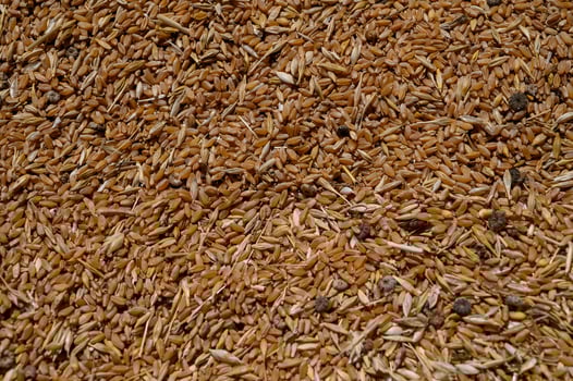 Natural background with golden wheat grains in a heap, close-up texture view. photo