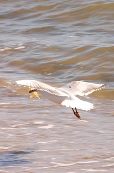 seagull in flight photo