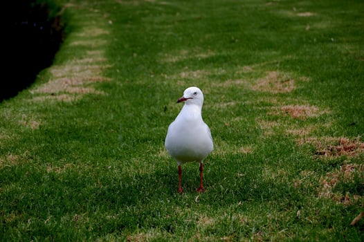 seagull on the grass photo
