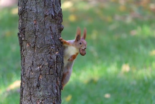 Squirrel with walnut on wood in the park photo