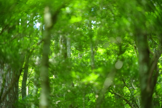 Nature Background Lush Green Forest Canopy Vibrant Spring Foliage Sunlight Dappled Trees photo
