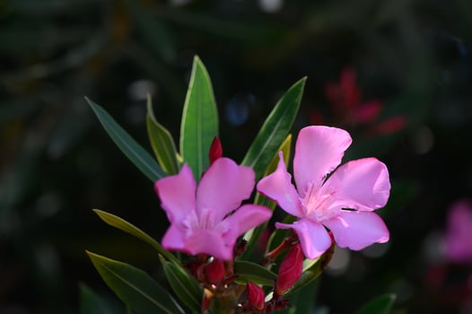 Romantic Oleander Flowers in Cyprus Sunset Light photo