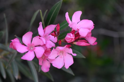 Blooming Pink Oleander in Mediterranean Light photo