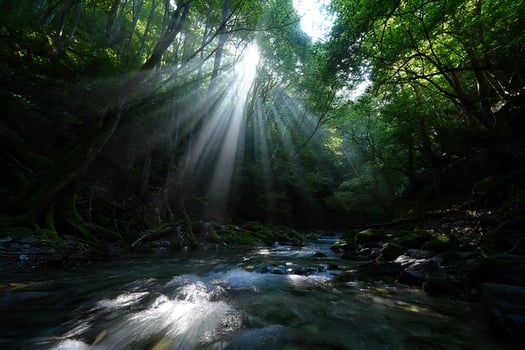 Nature Background Sunbeams Illuminating Lush Forest Stream Tranquil Nature Scene Serene Creek photo