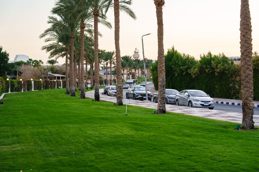 Cars parked along a well-maintained road lined with palm trees in a lush green landscape during the golden hour photo