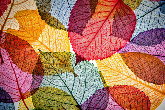 Nature Background Vibrant Autumn Leaves Colorful Skeletonized Foliage Texture Background photo