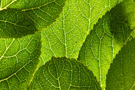 Nature Background Vibrant Green Leaf Texture Close Up Macro Photography of Lush Foliage photo