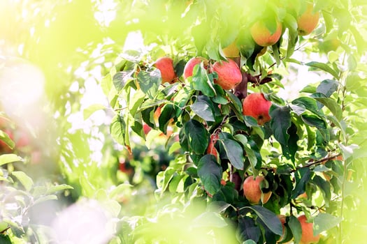 Harvest season in hot summer or autumn. Apple business and agriculture, botanical and nature. Tasty red fruits on tree with green leaves on branches on organic plantation on farm, outdoor, copy space photo