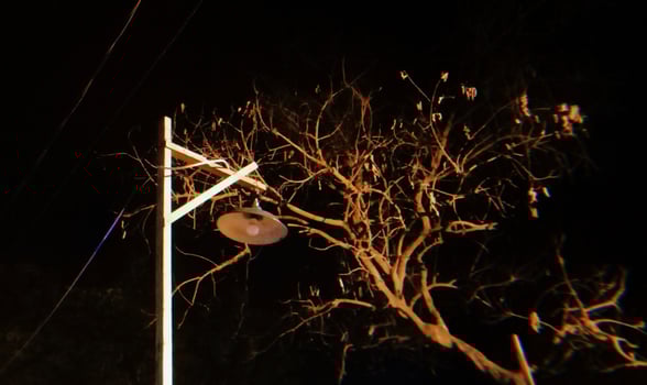 Lamp and Tree in the night photo
