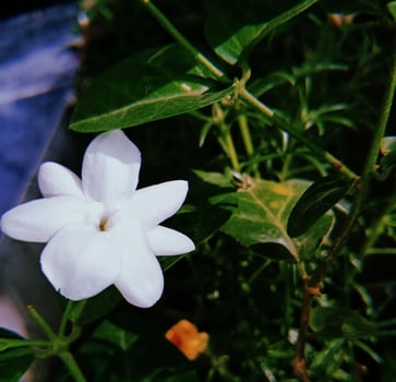 beautiful jasmine flowers in front of the house photo