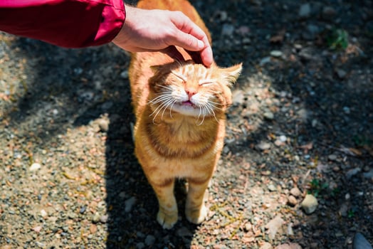 Ginger cat with closed eyes enjoys being petted by a man's hand under sunlight, top view on a warm sunny day. photo