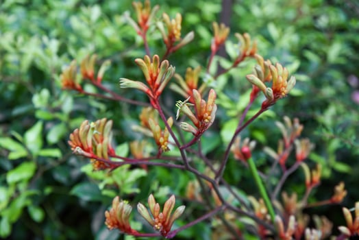 Bright Anigozanthos flavidus kangaroo paw with vivid orange green red flowers. Evergreen Kangaroo Paw plant in Singapore tropical gardens. photo