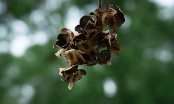 A cluster of dried Acacia auriculiformis seed pods hanging against a blurred leaf background. photo
