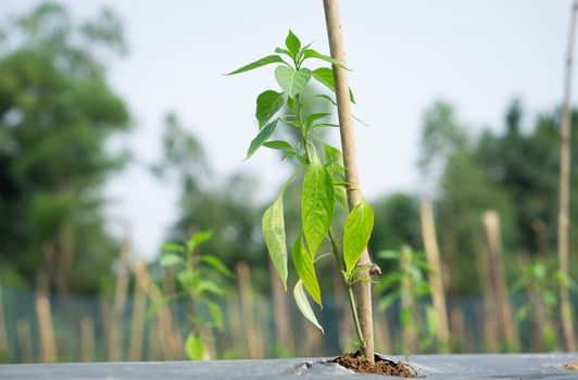 A young pepper plant with green leaves growing in the ground under the open sky. photo