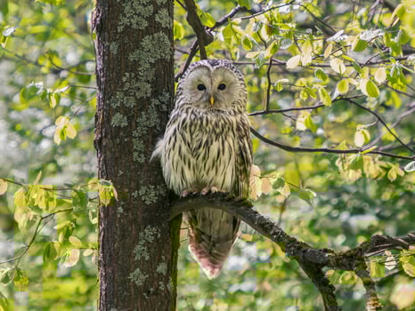 Beautiful Ural owl or Strix uralensis sits quietly on branch in vibrant spring forest. Ural owl with green lush on background. Beautiful grey owl. Bird of prey in natural habitat. Birdwatching photo