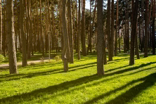 City park with green lawn and pine trees in the soft light of the setting sun on a clear day. The sun's rays illuminate the grass with warm light, the trees cast long shadows. walking path is visible photo