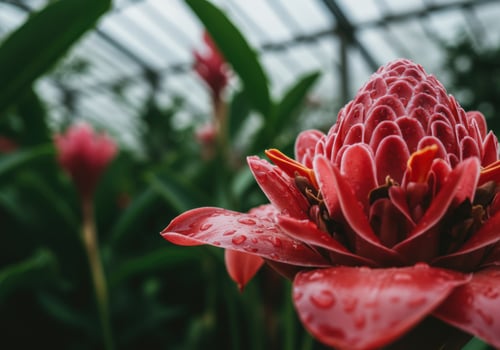 A stunning close up showcases a vibrant red torch ginger flower covered in fresh raindrops. photo