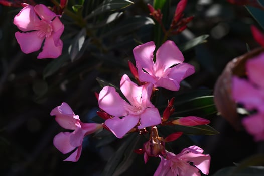 Tender Pink Oleander Blossoms in Cyprus Sunlight photo