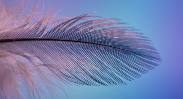 A close up shot showcases a feather against a captivating gradient background photo
