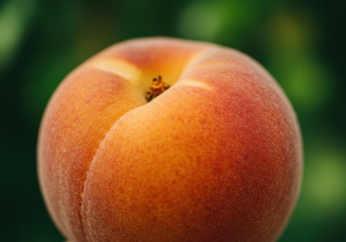 A delicious apricot in close-up, showing its beauty and freshness. photo