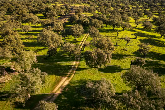an aerial view of a green field with trees and a dirt road photo