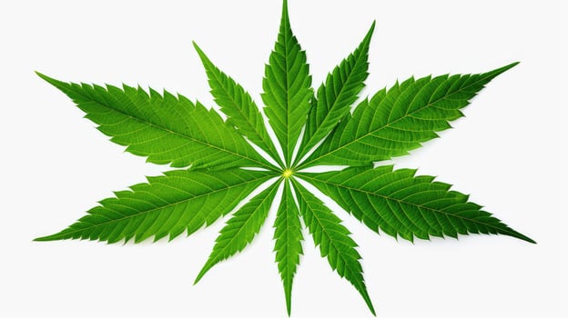 serrated marijuana leaf transparent background photo
