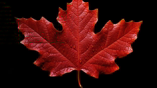 crimson leaf autumn isolated photo
