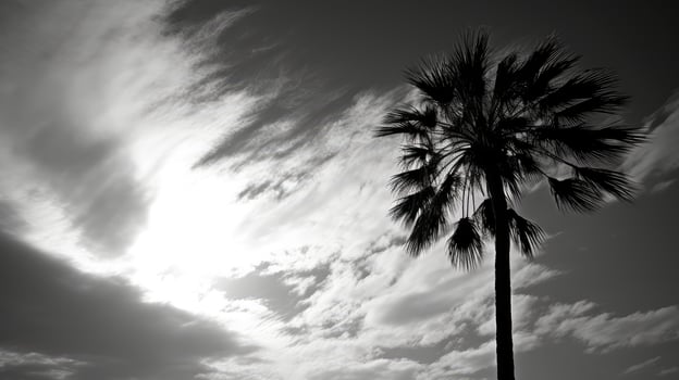 contrast palms black and white photo