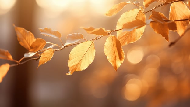 light gold blur photo