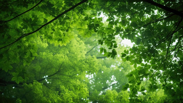 sunlight mottled green background photo