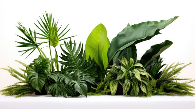 composition tropical leaf photo