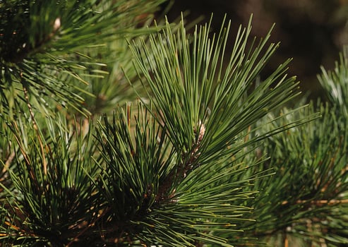 a close up of a pine tree with a bird on it photo