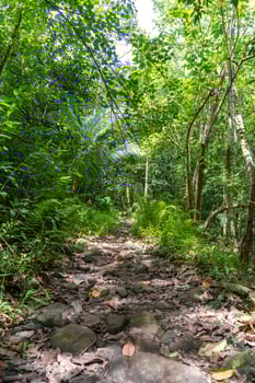 Ancient stone royal path in Hakaui Valley, Nuku Hiva, French Polynesia photo