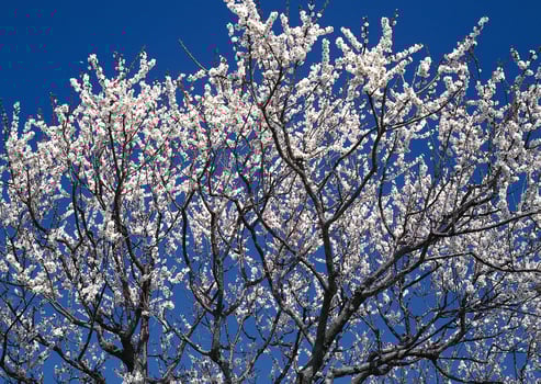 a tree with white flowers against a blue sky photo
