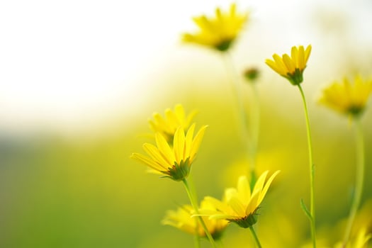 Flowers Background Vibrant Yellow Wildflowers Blooming in a Sunny Meadow Close Up Nature Photography photo