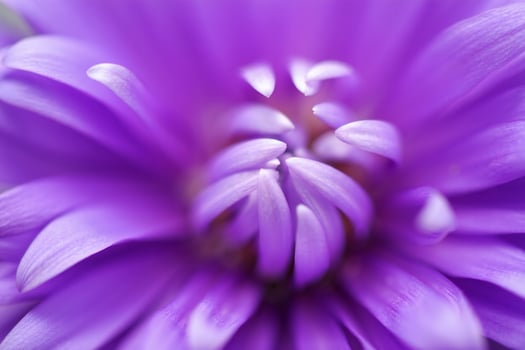 Flowers Background Close up Macro Photography of Vibrant Purple Flower Petals Delicate Floral Texture photo