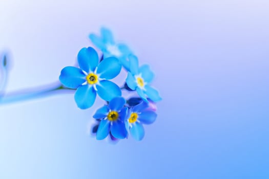 Flowers Background Vibrant Blue Forget Me Nots Close Up Flower Photography Delicate Spring Bloom photo