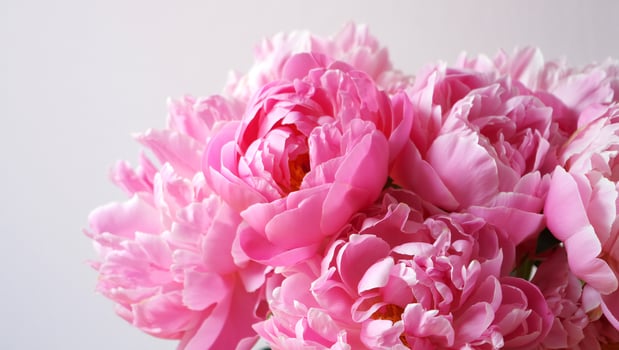 Flowers Background Lush Pink Peonies Blooming Close Up Delicate Flower Petals Floral Background photo