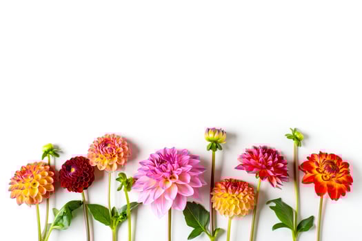 Flowers Background Vibrant Dahlia Flowers Border Colorful Floral Arrangement White Background photo