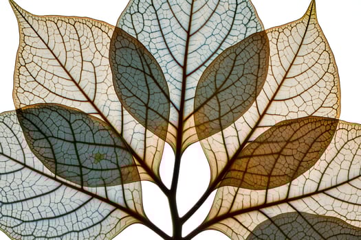 Flowers Background Intricate Skeletonized Leaf Structure Botanical Close up Nature Photography Translucent Veins photo