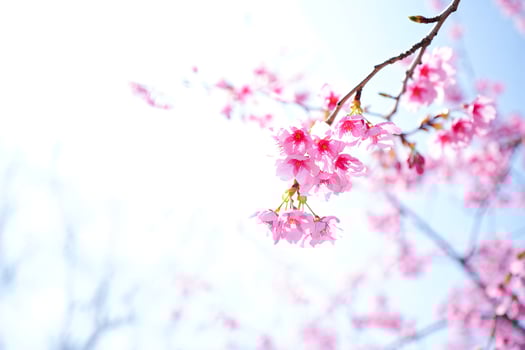 Flowers Background Delicate Pink Cherry Blossoms in Springtime Soft Focus Natural Light photo