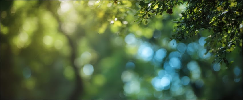 The shimmering leaves and sunlight softly create a tranquil forest ambiance. photo