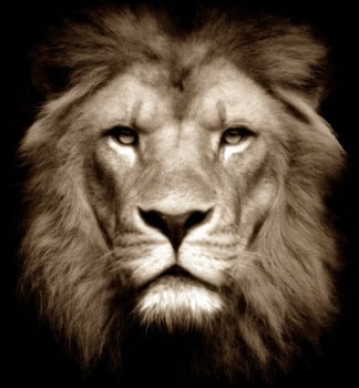 Majestic Portrait of a Lion Capturing the Essence of Wild Beauty and Power photo